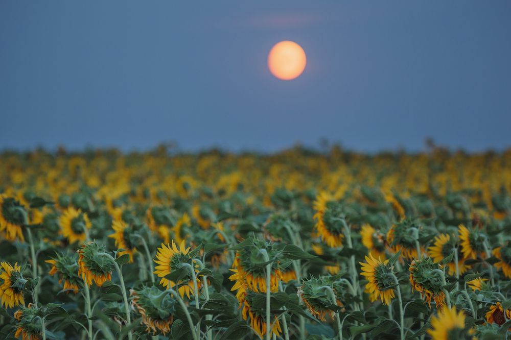 Photograph by Андрей Ларионов