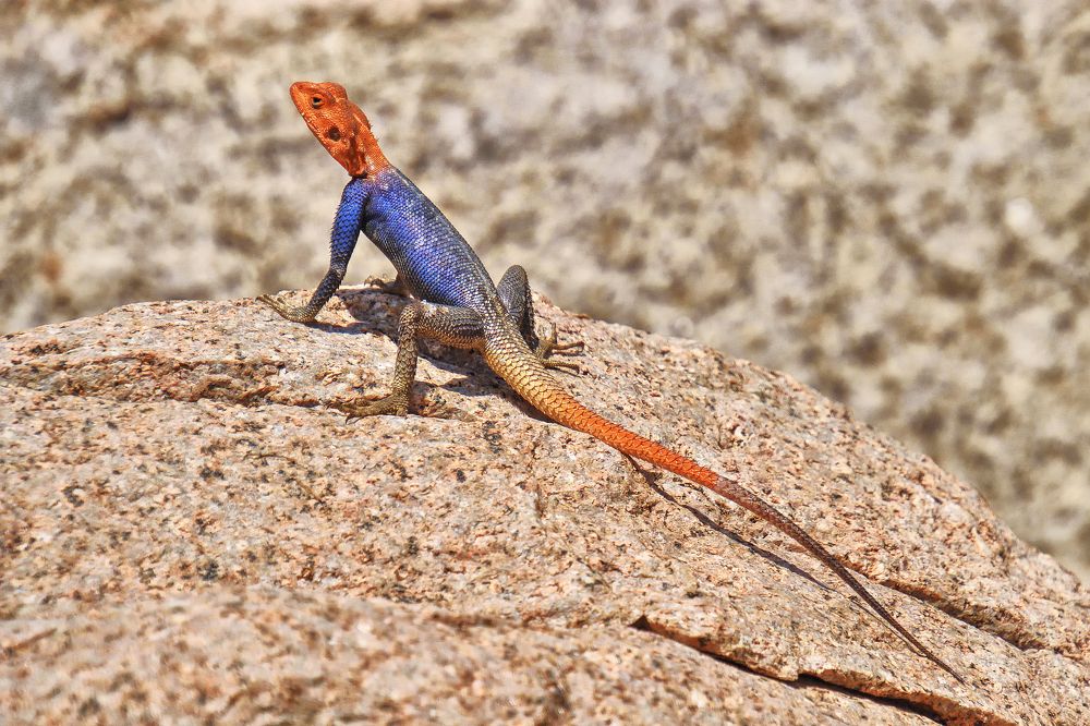 Blue agama