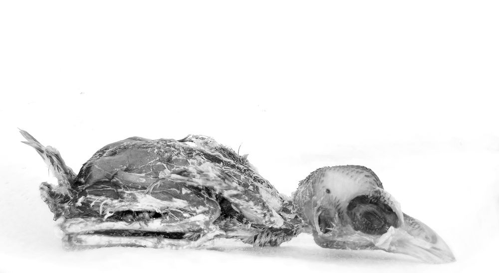 Фотография автора Flower Ima