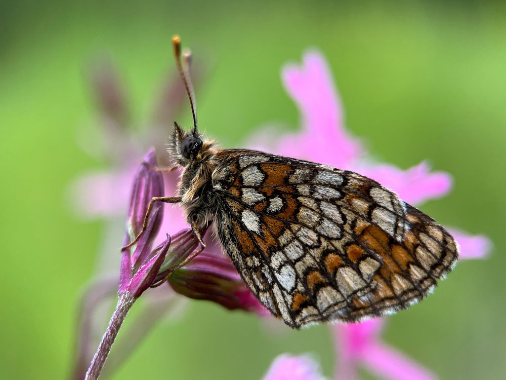 Сон в розовых цветах