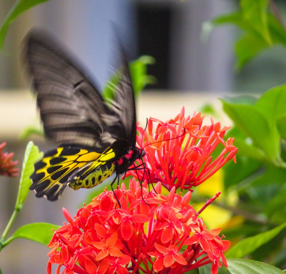 Photograph by Susmita Paul