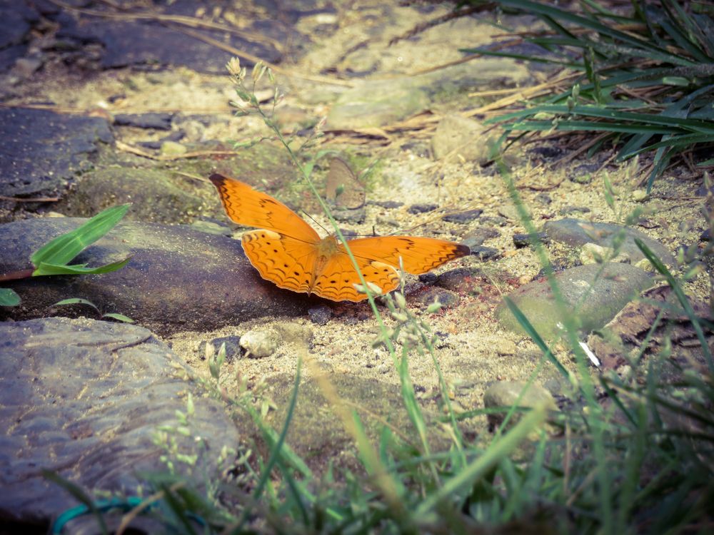 Photograph by Susmita Paul