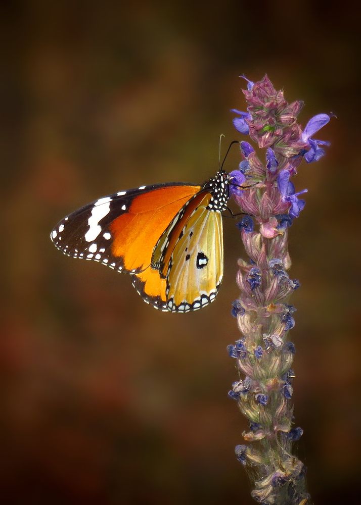 Photograph by Amin Ghaffarian