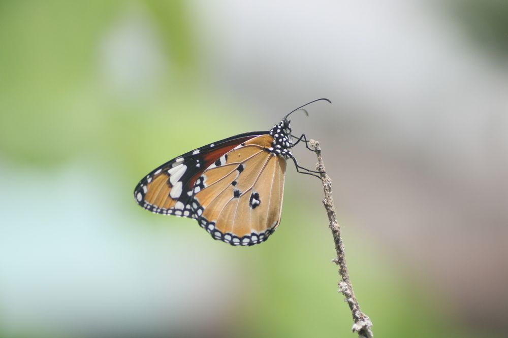 Фотография автора Srinivas