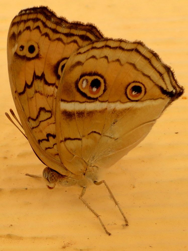 Photograph by Susmita Paul