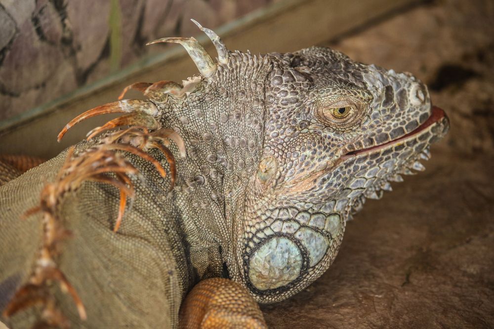 Фотография автора Vahid Basiri