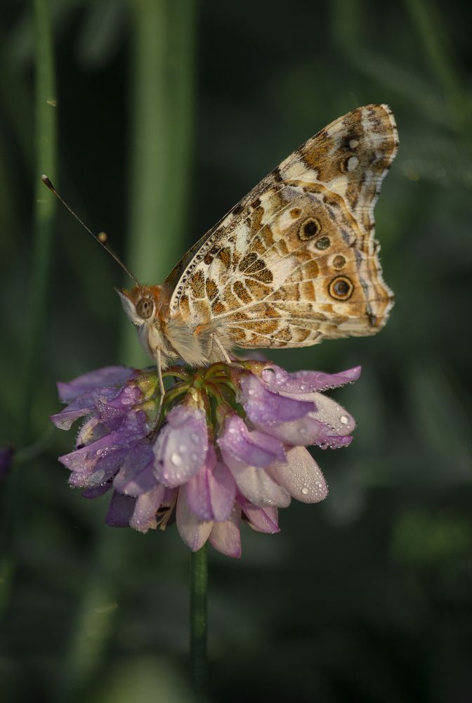 Photograph by Zheleznova Dina