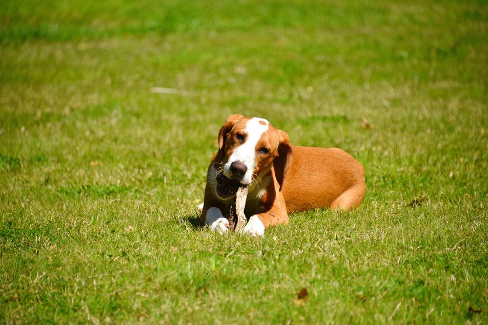 Игра с палочкой