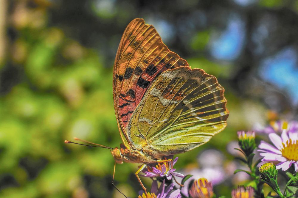 Фотография автора Vahid Basiri