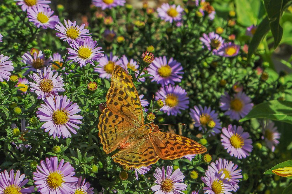 Фотография автора Vahid Basiri