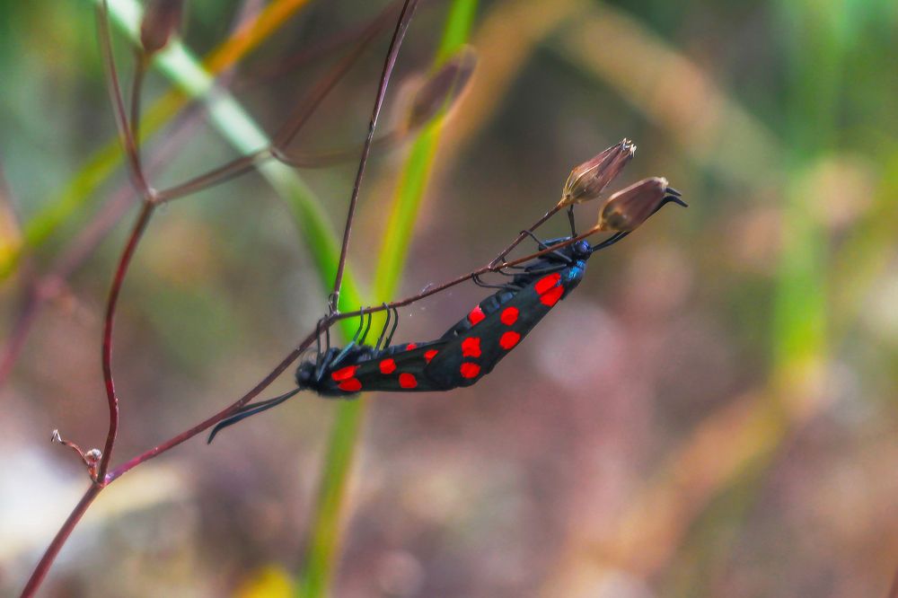 Фотография автора Vahid Basiri