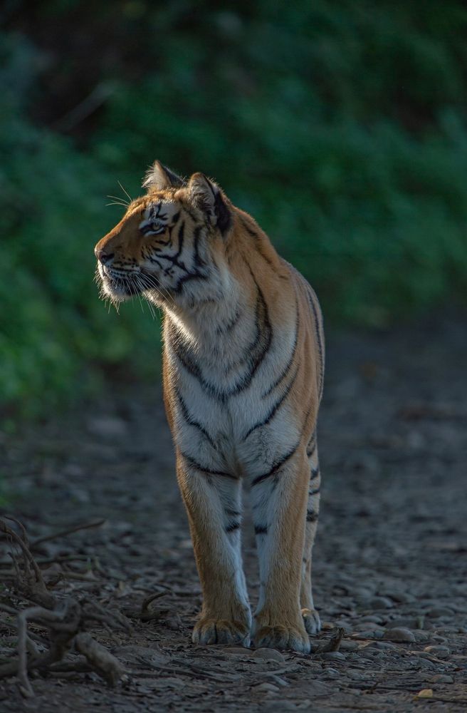 Photograph by Narinder Kohli