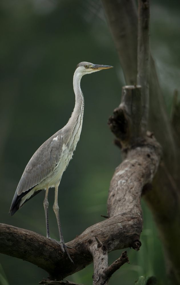 Photograph by Narinder Kohli