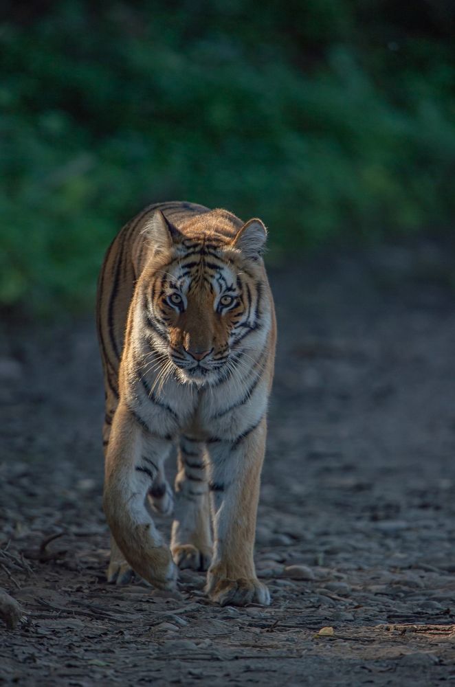 Photograph by Narinder Kohli