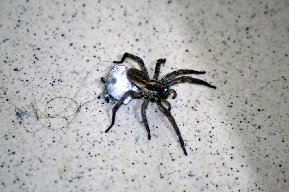 Photograph by Szabó László