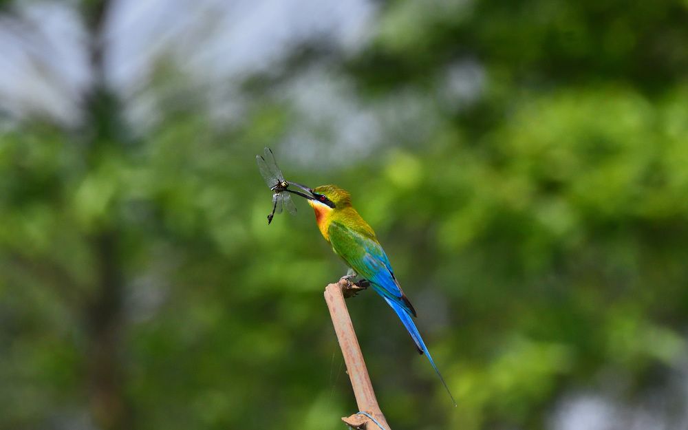 Photograph by Prasenjit Banerjee