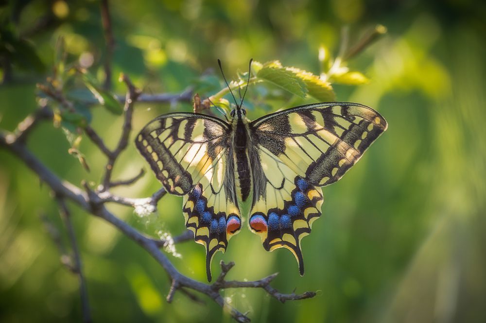 Photograph by Черкасов Сергей