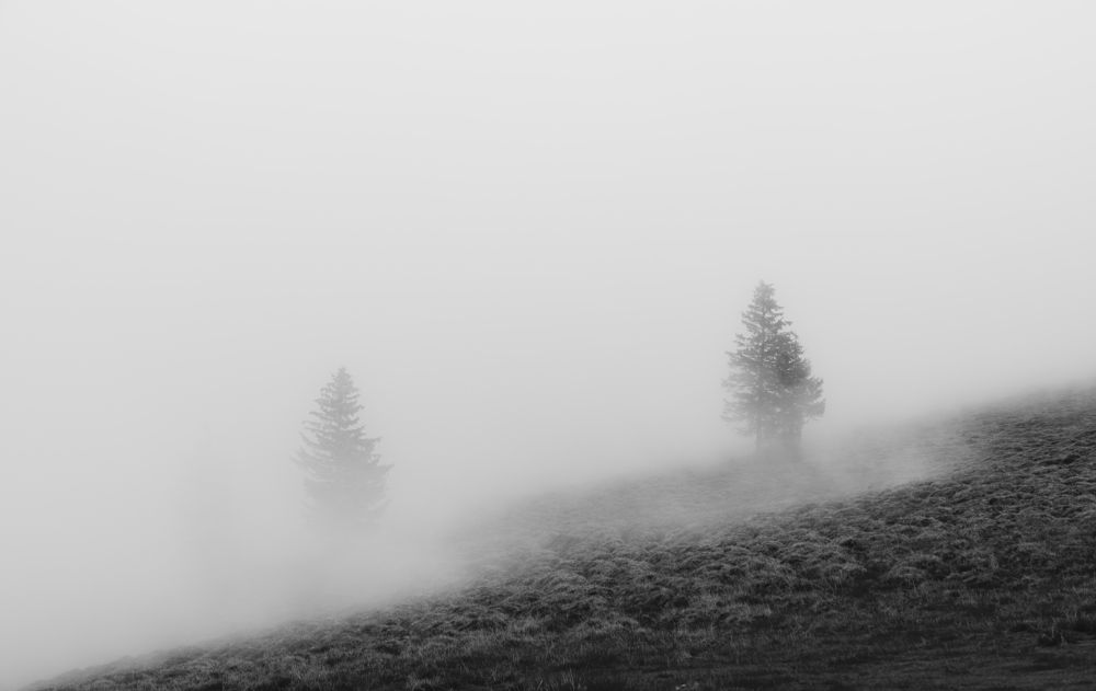 The tree of mountain...