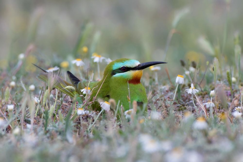 Photograph by Александр Чегодаев