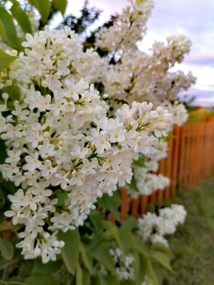 Мамина сирень...