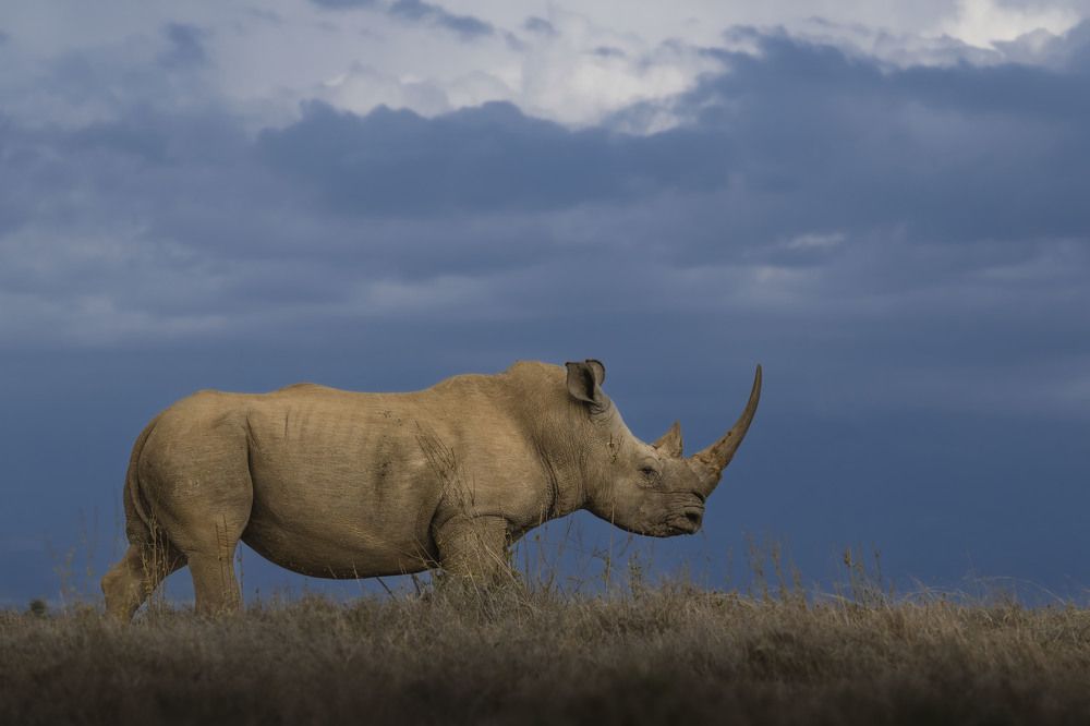 Horns - a bane or boon?