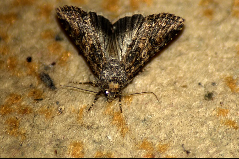 Photograph by Szabó László