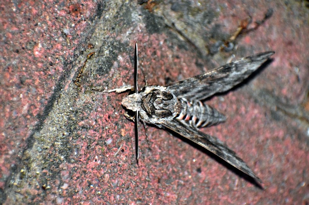 Photograph by Szabó László