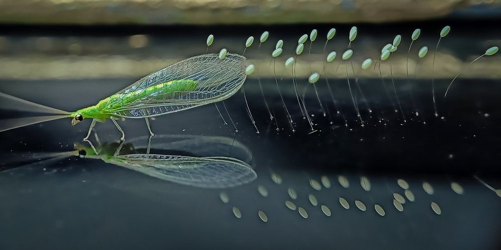 Photograph by Shubhra Das