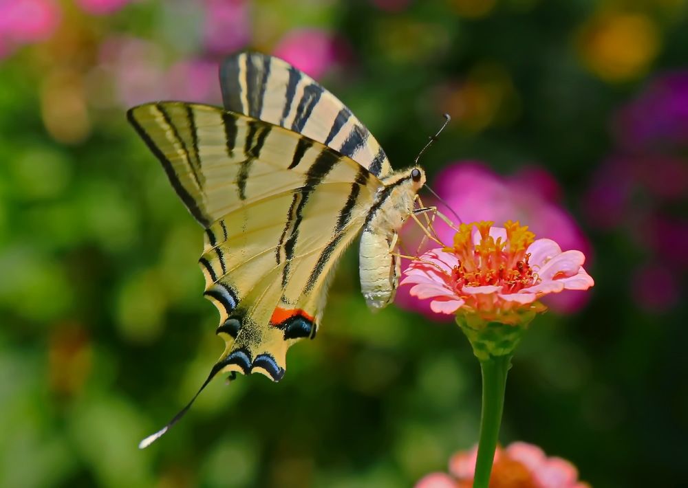 Фотография автора Сергей Кульков