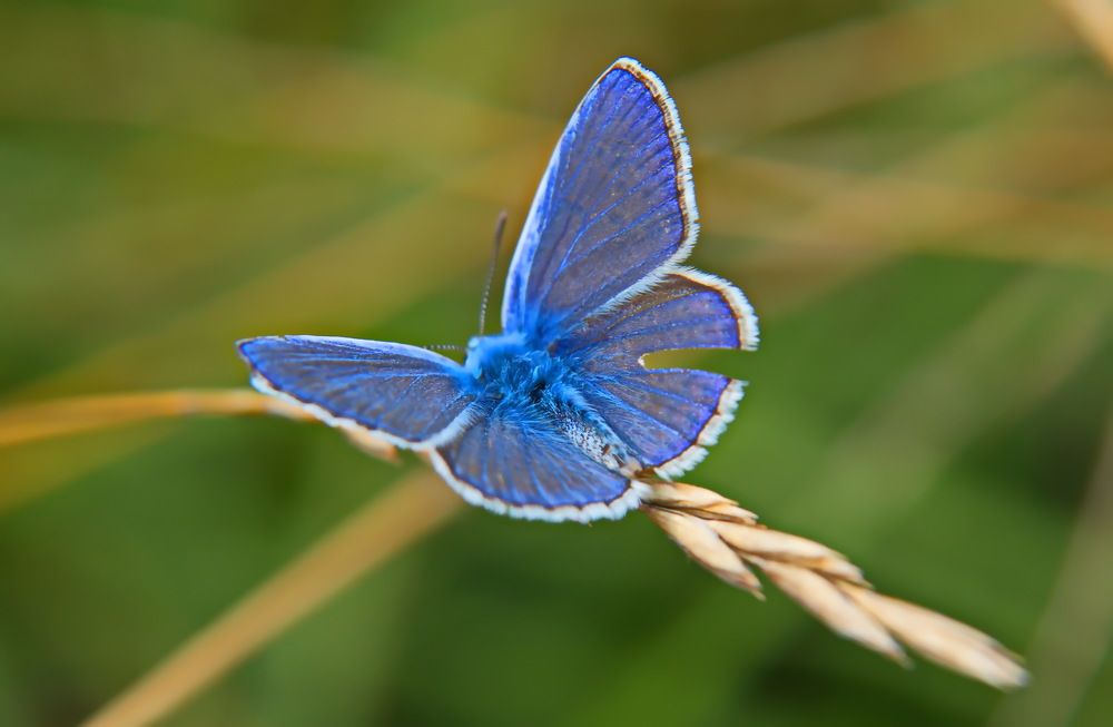 Фотография автора Сергей Кульков