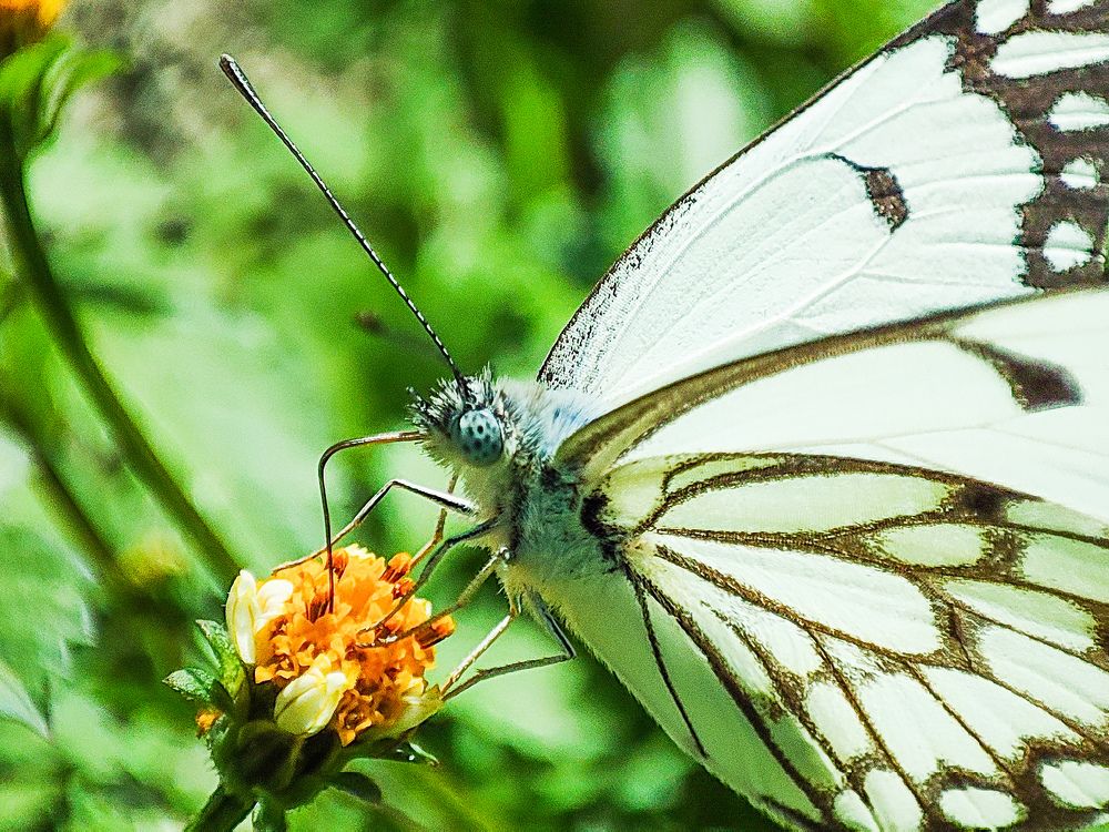 Фотография автора Thomas Engida