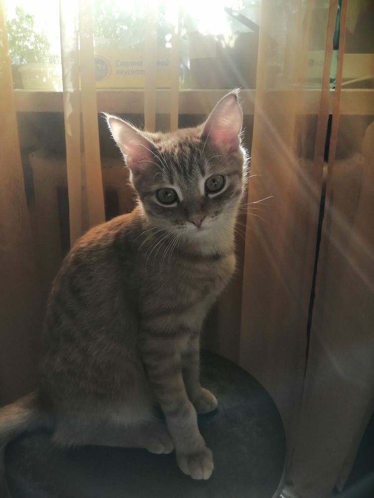 Мой рыжий котик, Кузя)