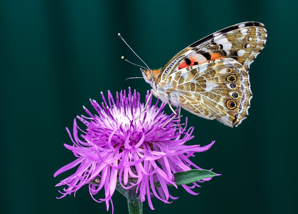 Photograph by Борис Новиков