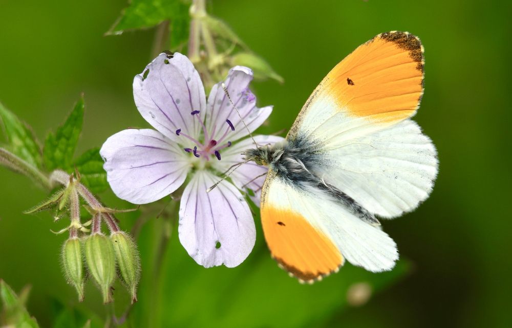 Photograph by Максим Григорьев
