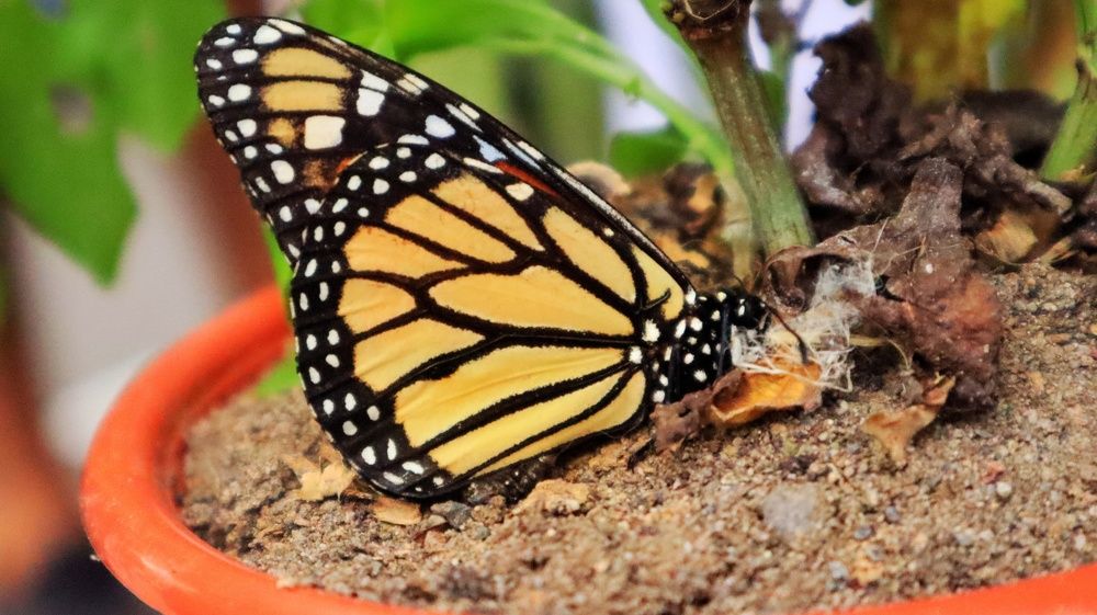 Photograph by Aytana Avila Vidalon