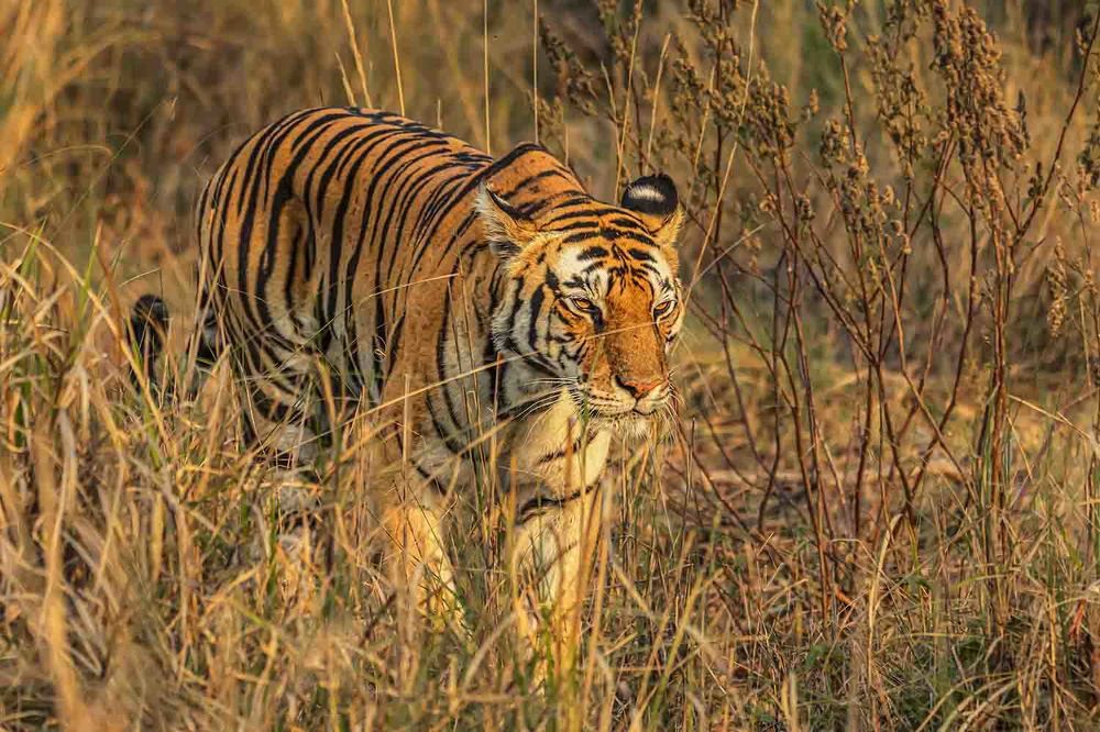 Photograph by Saumi Biswas