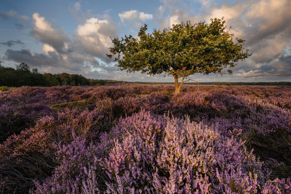 Photograph by Joel Santos