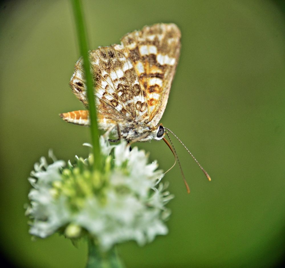 Photograph by FRANCISCO FERREIRA