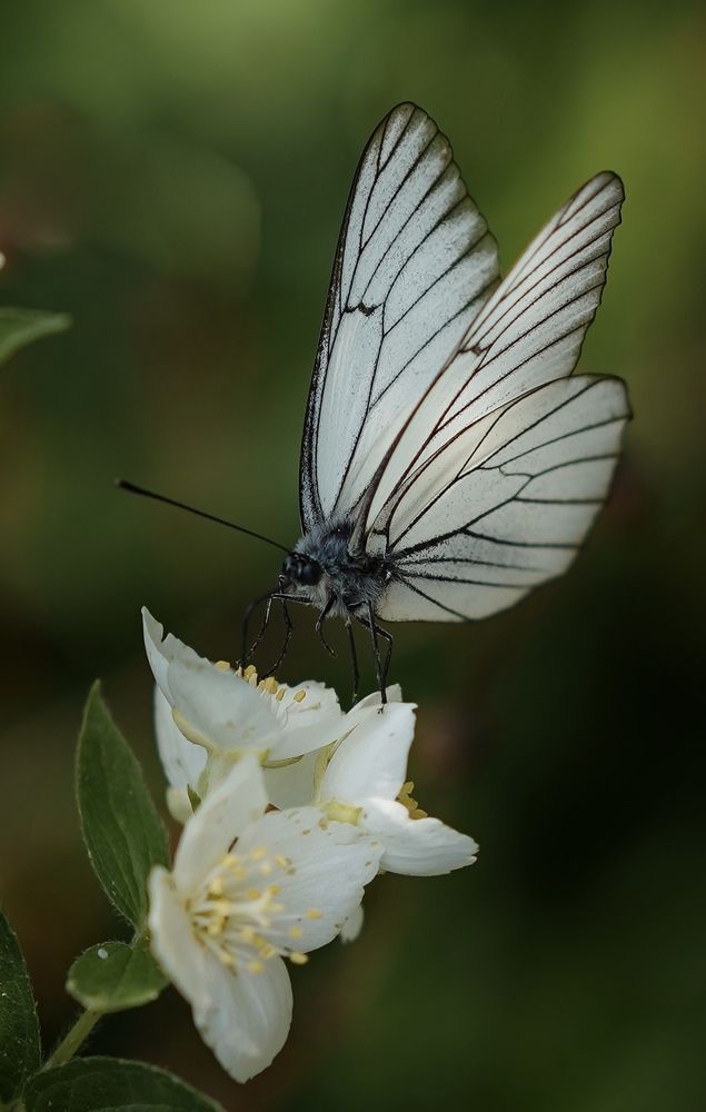 Photograph by Наталья Горохова
