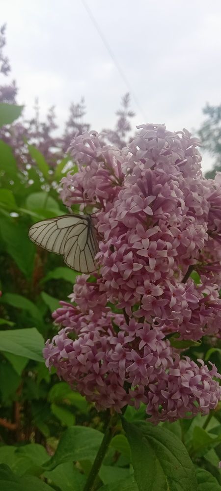 Photograph by Ольга Лагунова