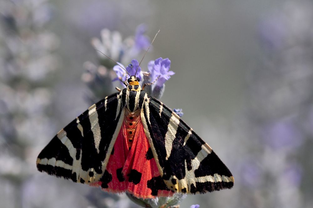 Photograph by Svetlana Rizzo