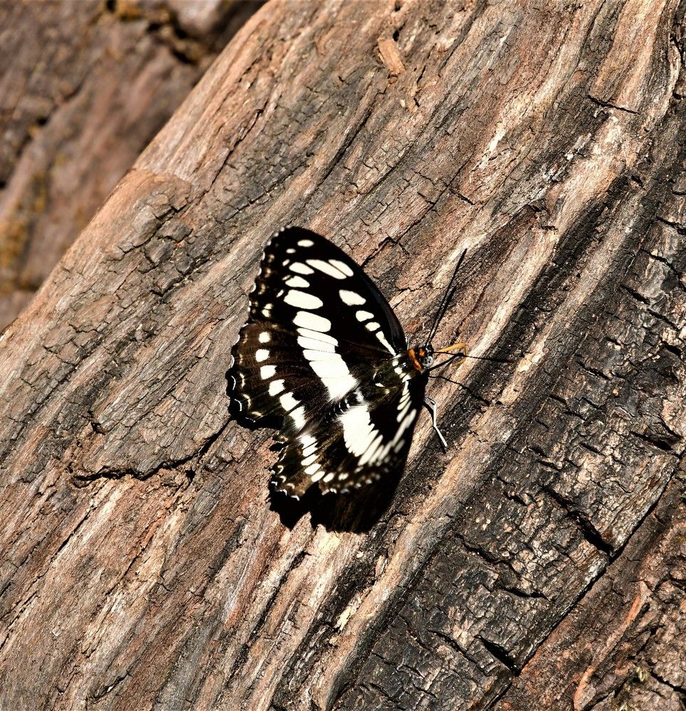 Photograph by Nalin Sahay