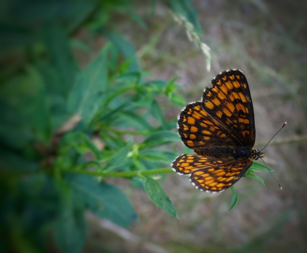 Photograph by Елена Силантьева