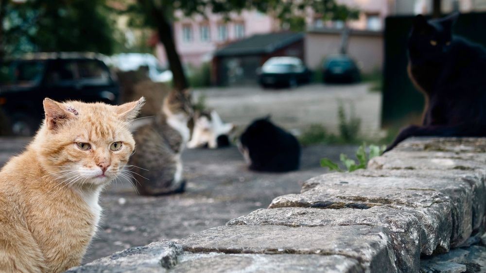 Photograph by Роман Суковач