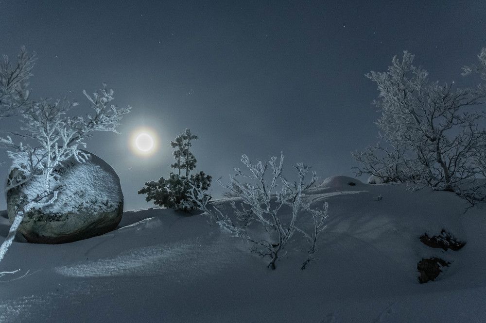 В лесу родилась елочка