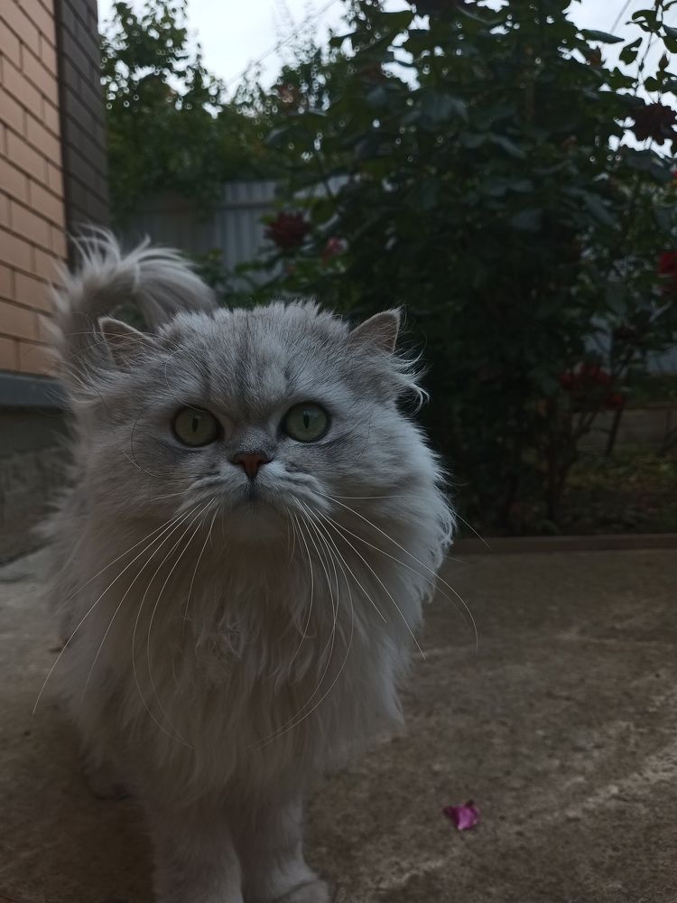 Photo #9209066