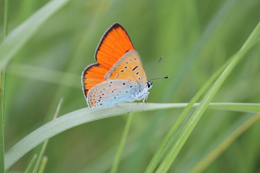 Photograph by Дина Железнова