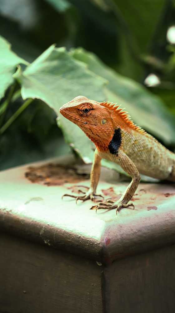 Photograph by Somjit Ghosh