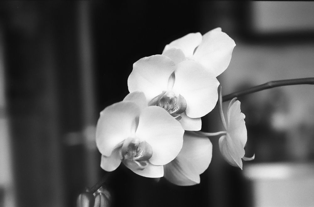 Photograph by Vyacheslav Ushakov
