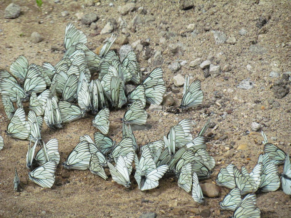 Фотография автора Александр Довганюк